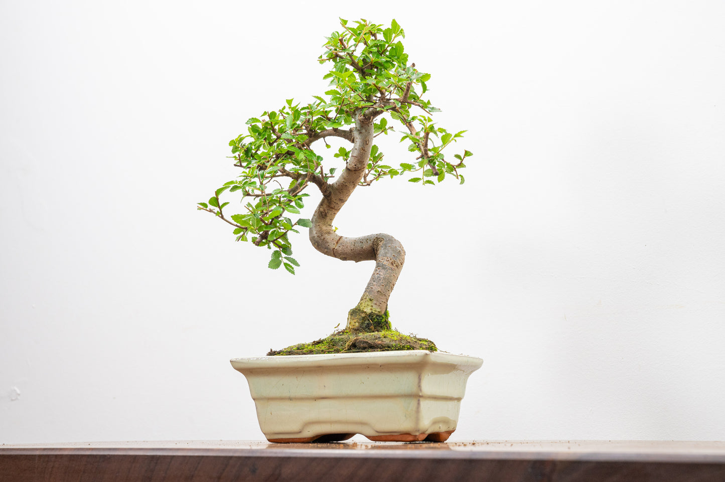 Chinese Elm Bonsai and Care Kit in 15cm Cream Ceramic Pot