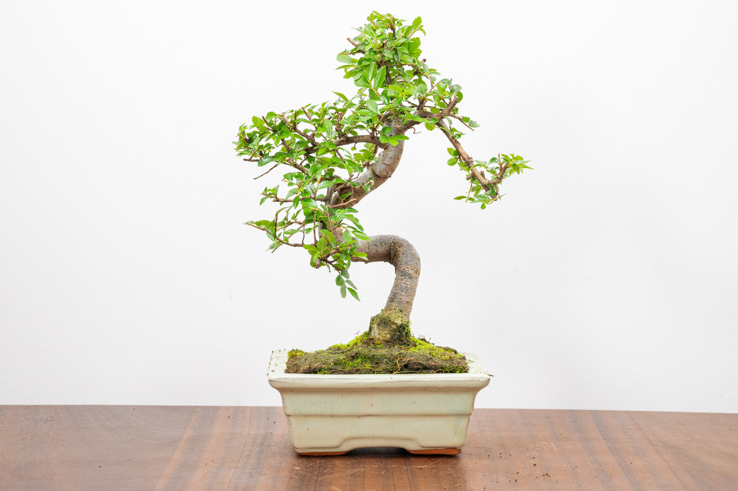 Chinese Elm Bonsai and Care Kit in 15cm Cream Ceramic Pot