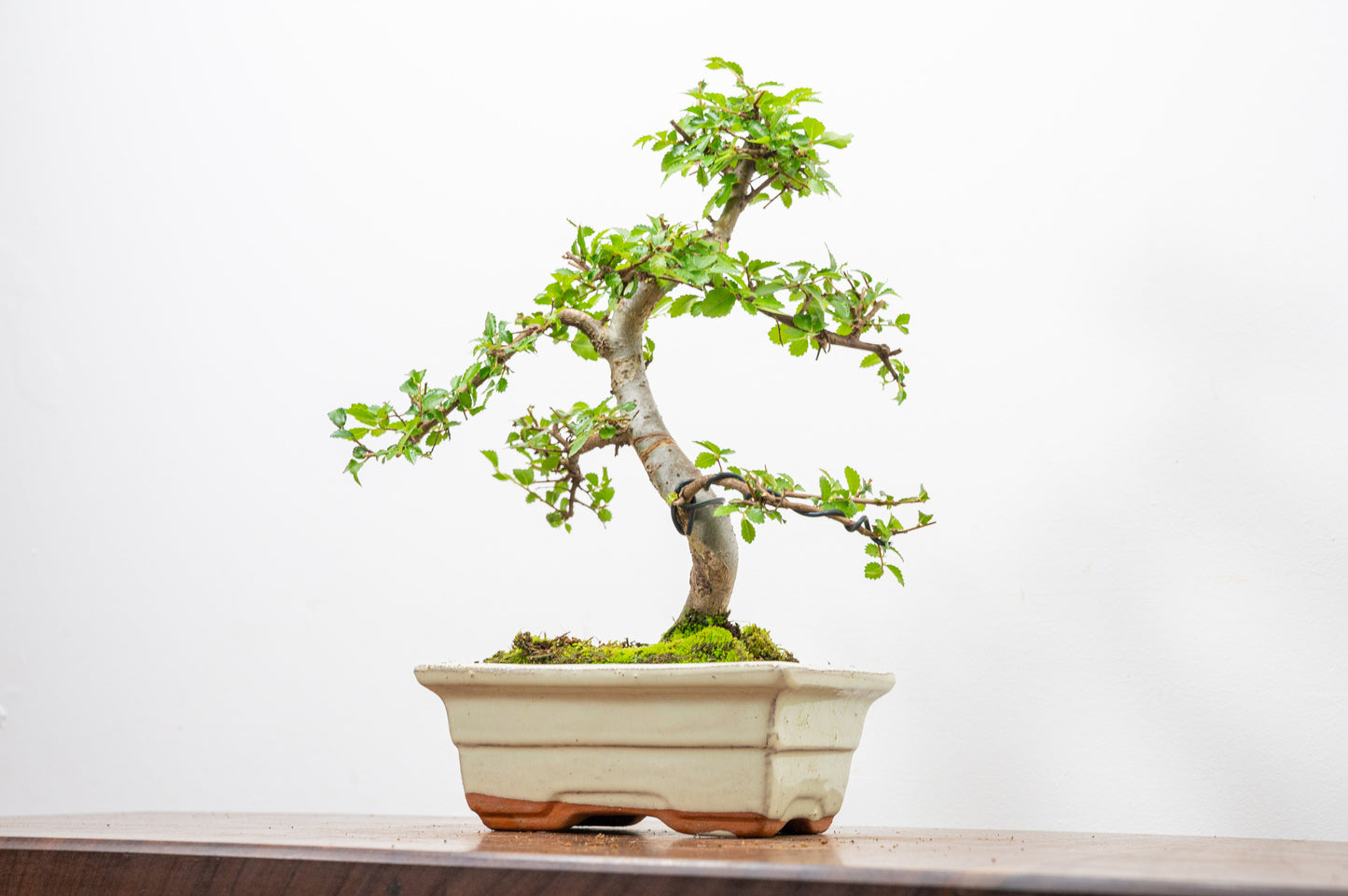 Chinese Elm Bonsai and Care Kit in 15cm Cream Ceramic Pot