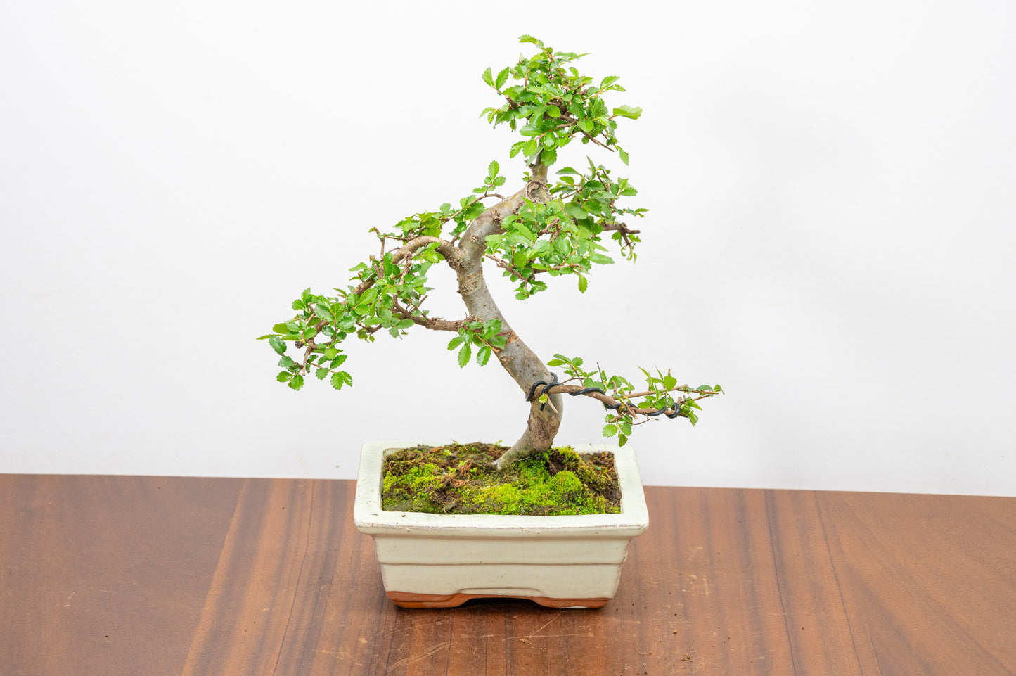 Chinese Elm Bonsai and Care Kit in 15cm Cream Ceramic Pot