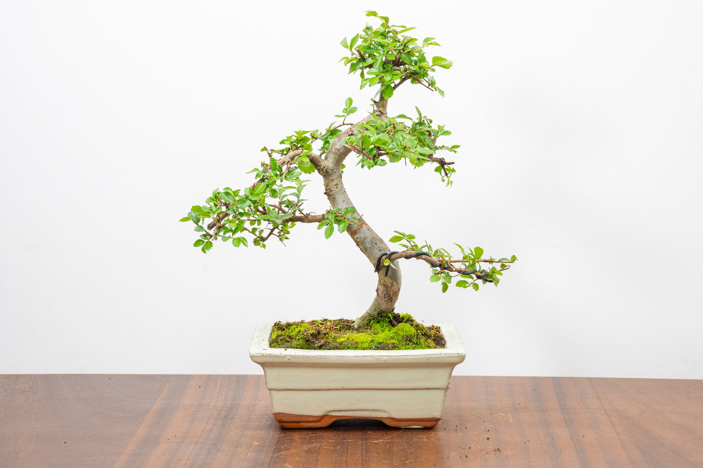 Chinese Elm Bonsai and Care Kit in 15cm Cream Ceramic Pot