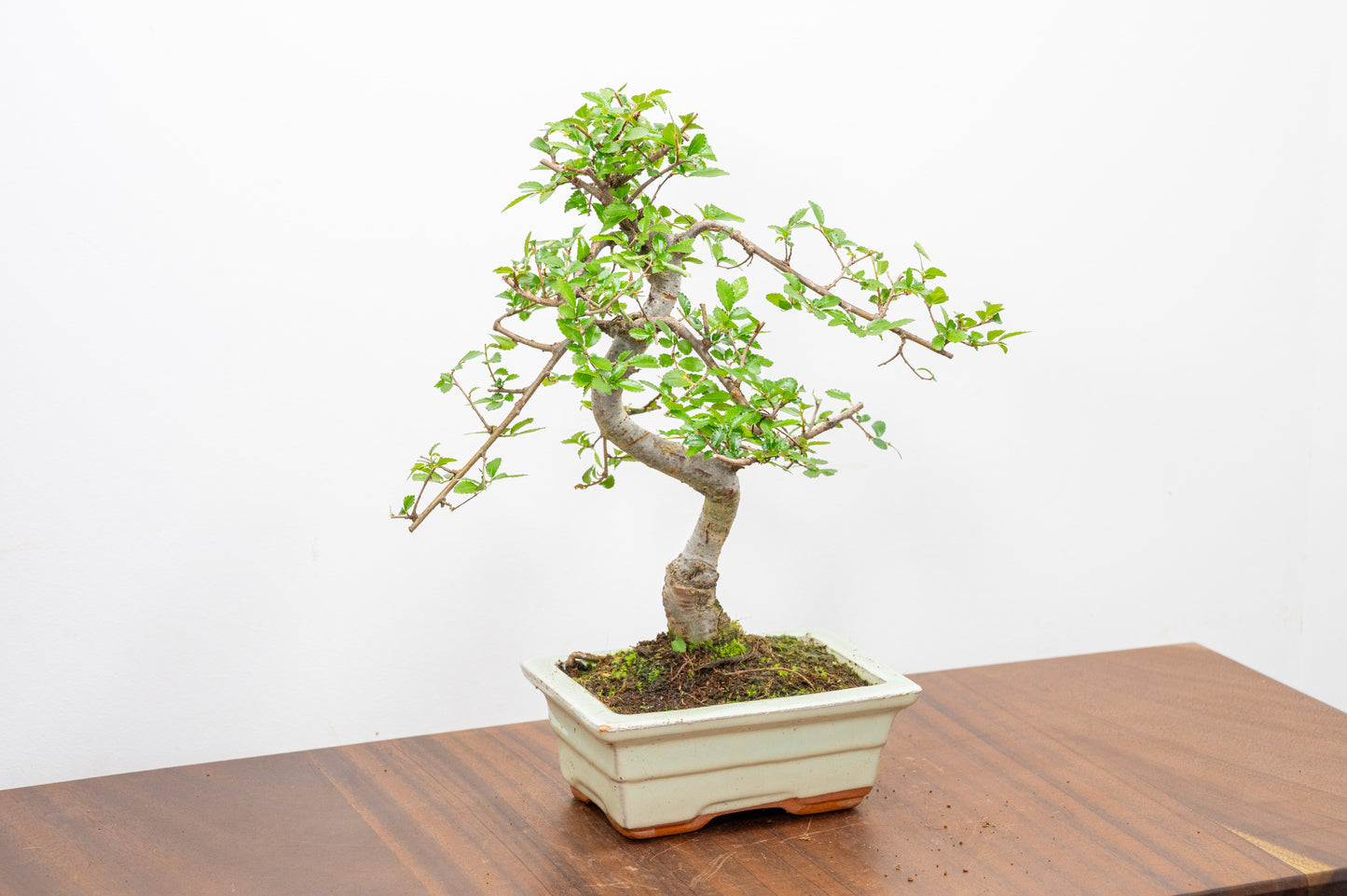 Chinese Elm Bonsai and Care Kit in 15cm Cream Ceramic Pot