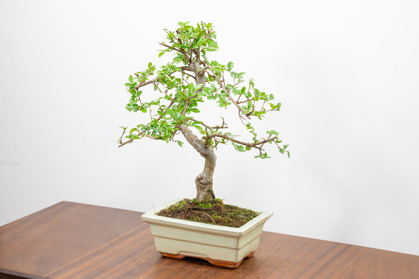 Chinese Elm Bonsai and Care Kit in 15cm Cream Ceramic Pot
