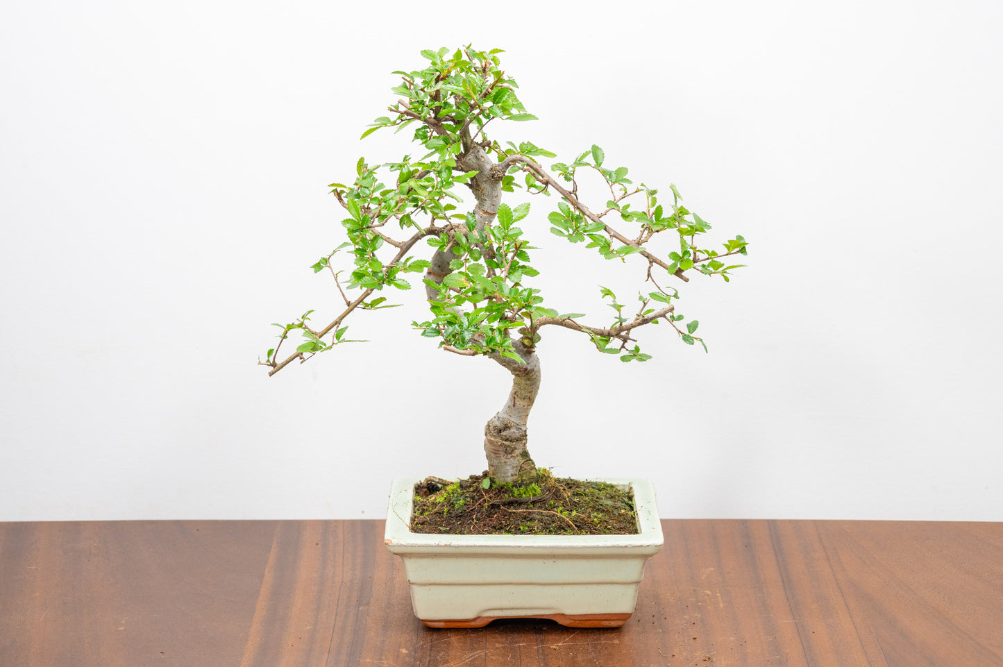 Chinese Elm Bonsai and Care Kit in 15cm Cream Ceramic Pot