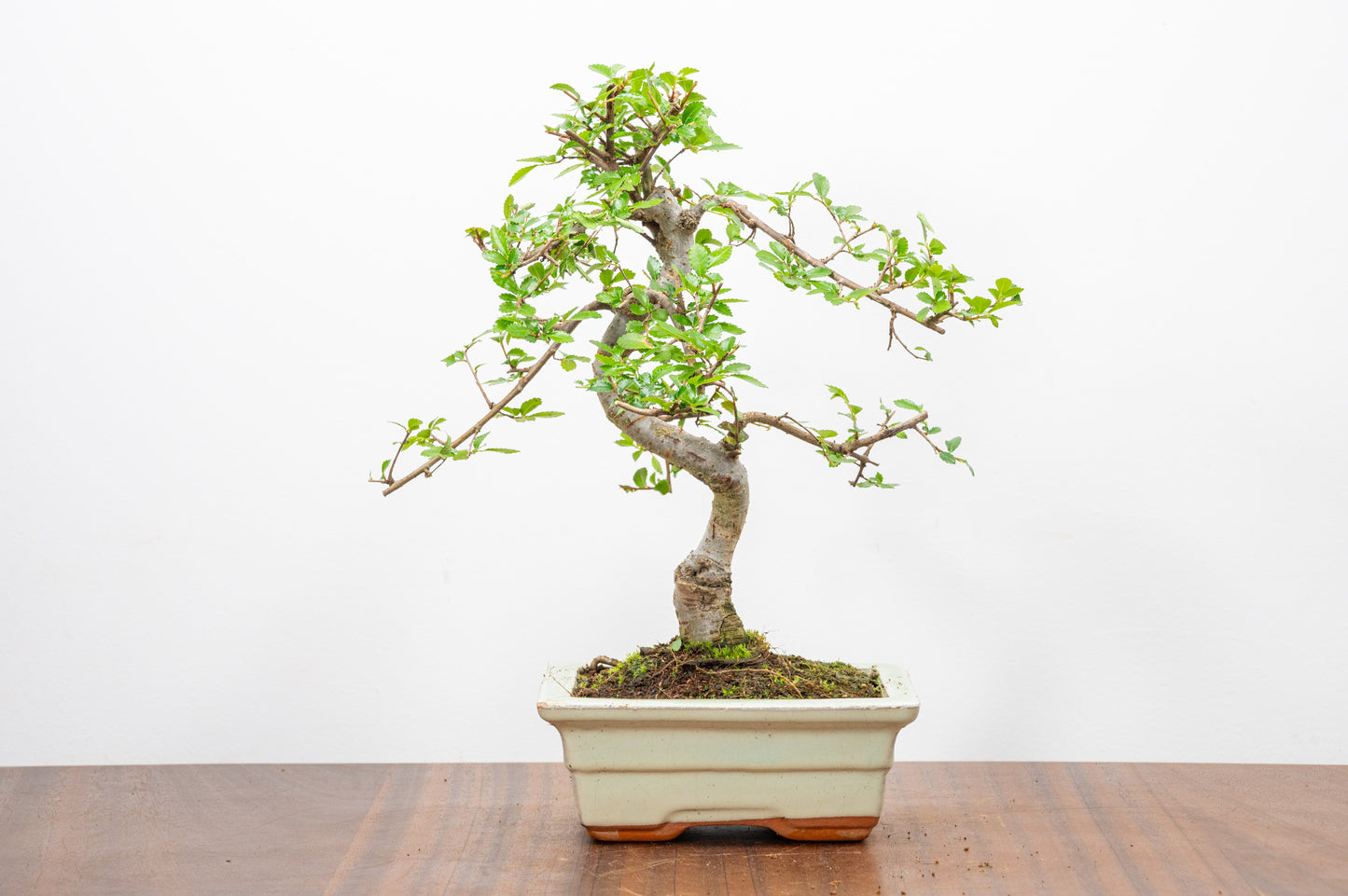 Chinese Elm Bonsai and Care Kit in 15cm Cream Ceramic Pot