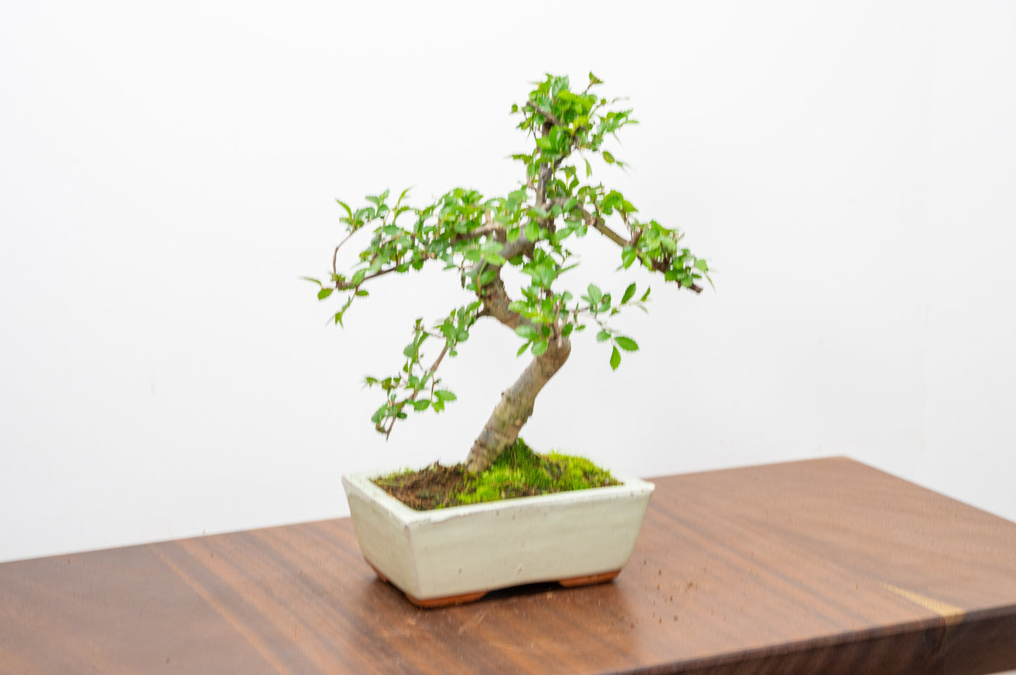 Chinese Elm Bonsai and Care Kit in 15cm Cream Ceramic Pot