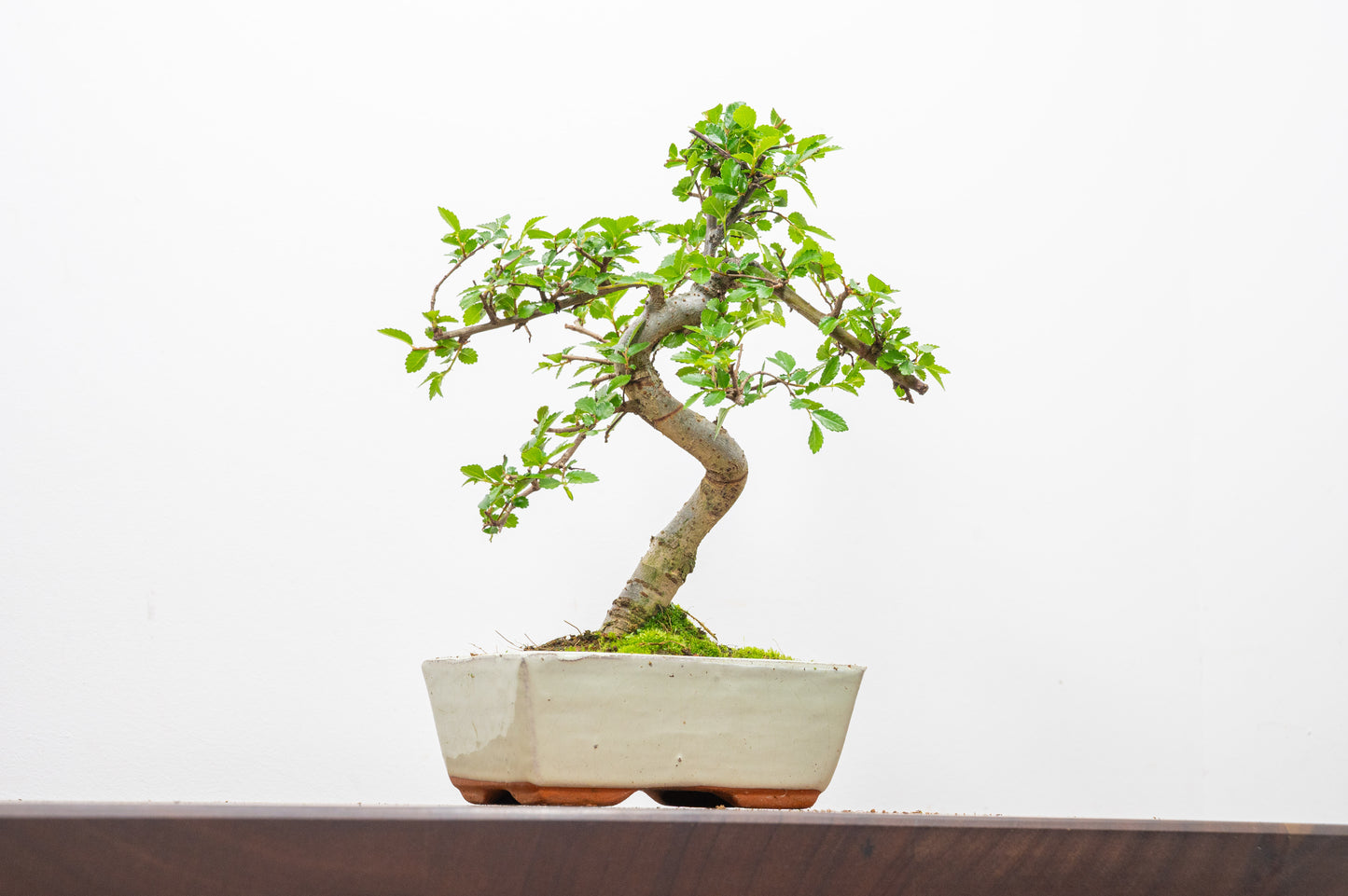 Chinese Elm Bonsai and Care Kit in 15cm Cream Ceramic Pot