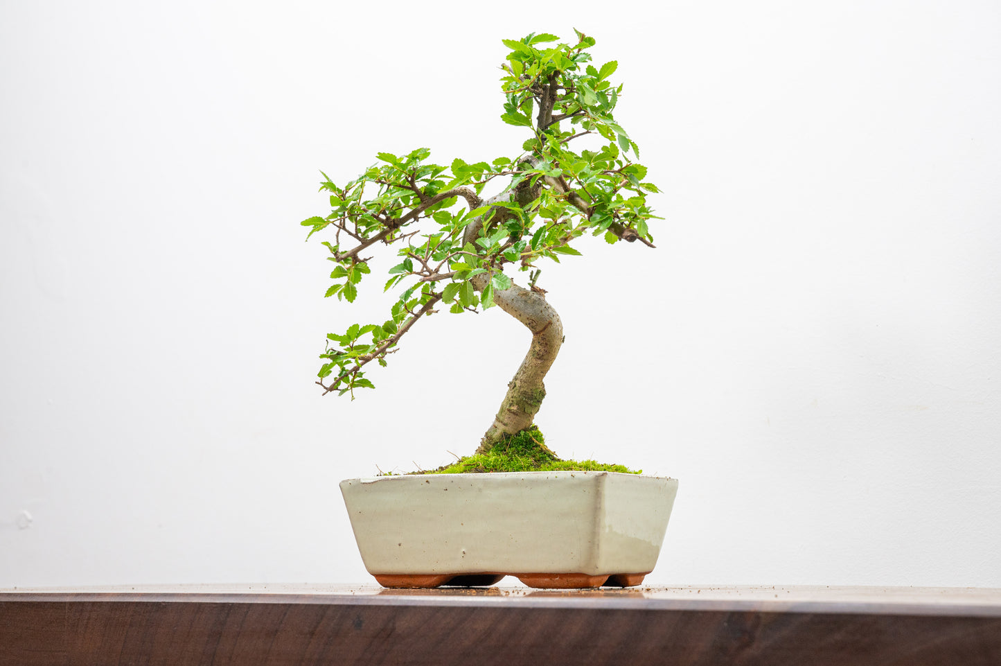 Chinese Elm Bonsai and Care Kit in 15cm Cream Ceramic Pot