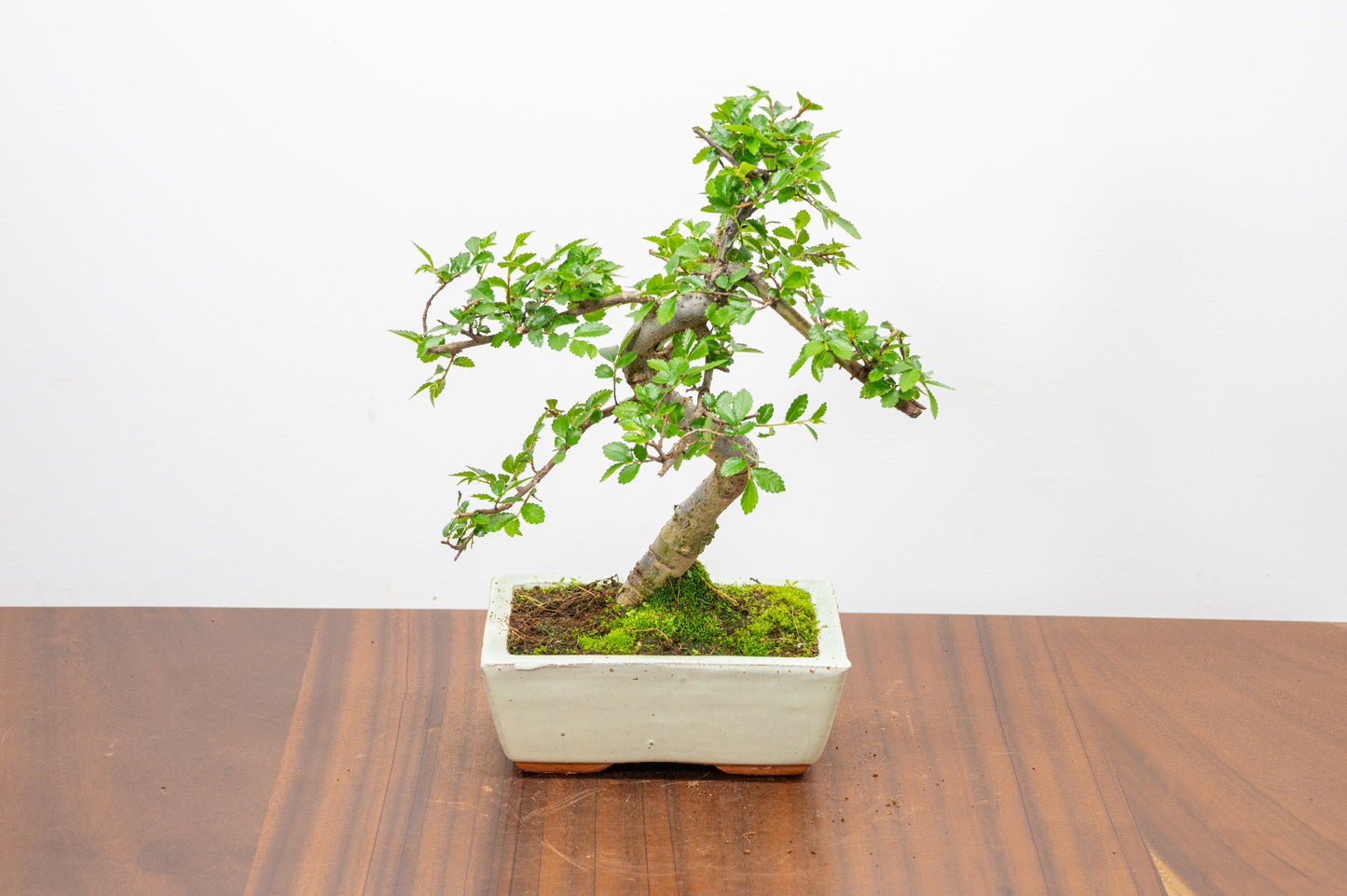 Chinese Elm Bonsai and Care Kit in 15cm Cream Ceramic Pot