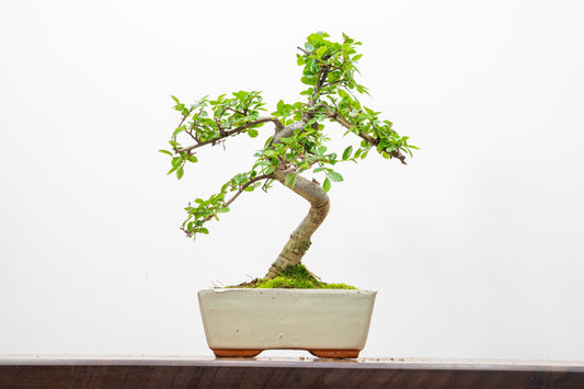 Chinese Elm Bonsai and Care Kit in 15cm Cream Ceramic Pot