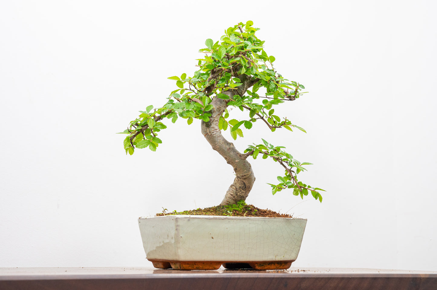 Chinese Elm Bonsai and Care Kit in 18cm Cream Ceramic Pot