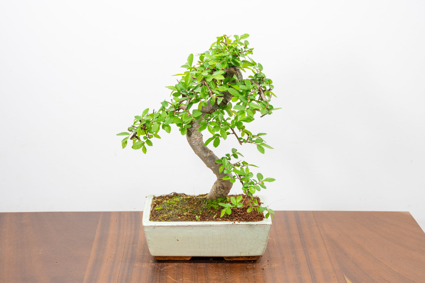 Chinese Elm Bonsai and Care Kit in 18cm Cream Ceramic Pot