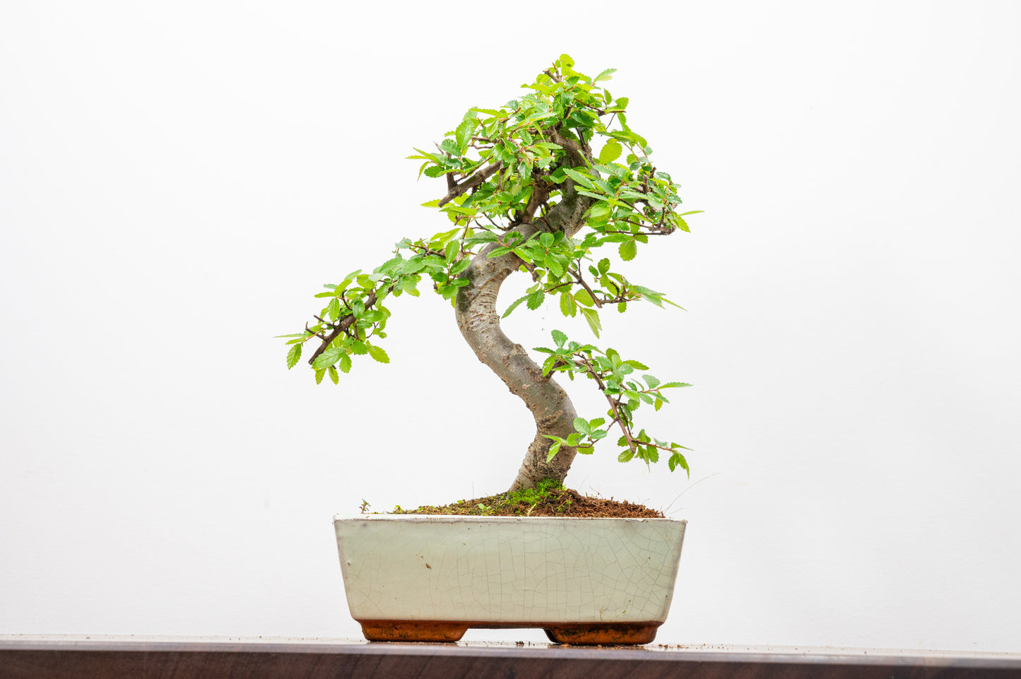 Chinese Elm Bonsai and Care Kit in 18cm Cream Ceramic Pot