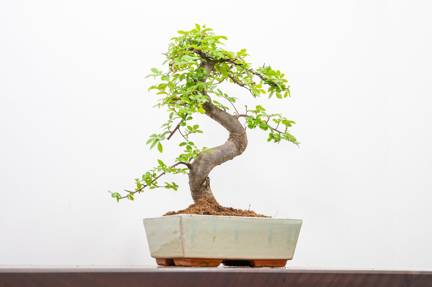 Chinese Elm Bonsai and Care Kit in 18cm Cream Ceramic Pot