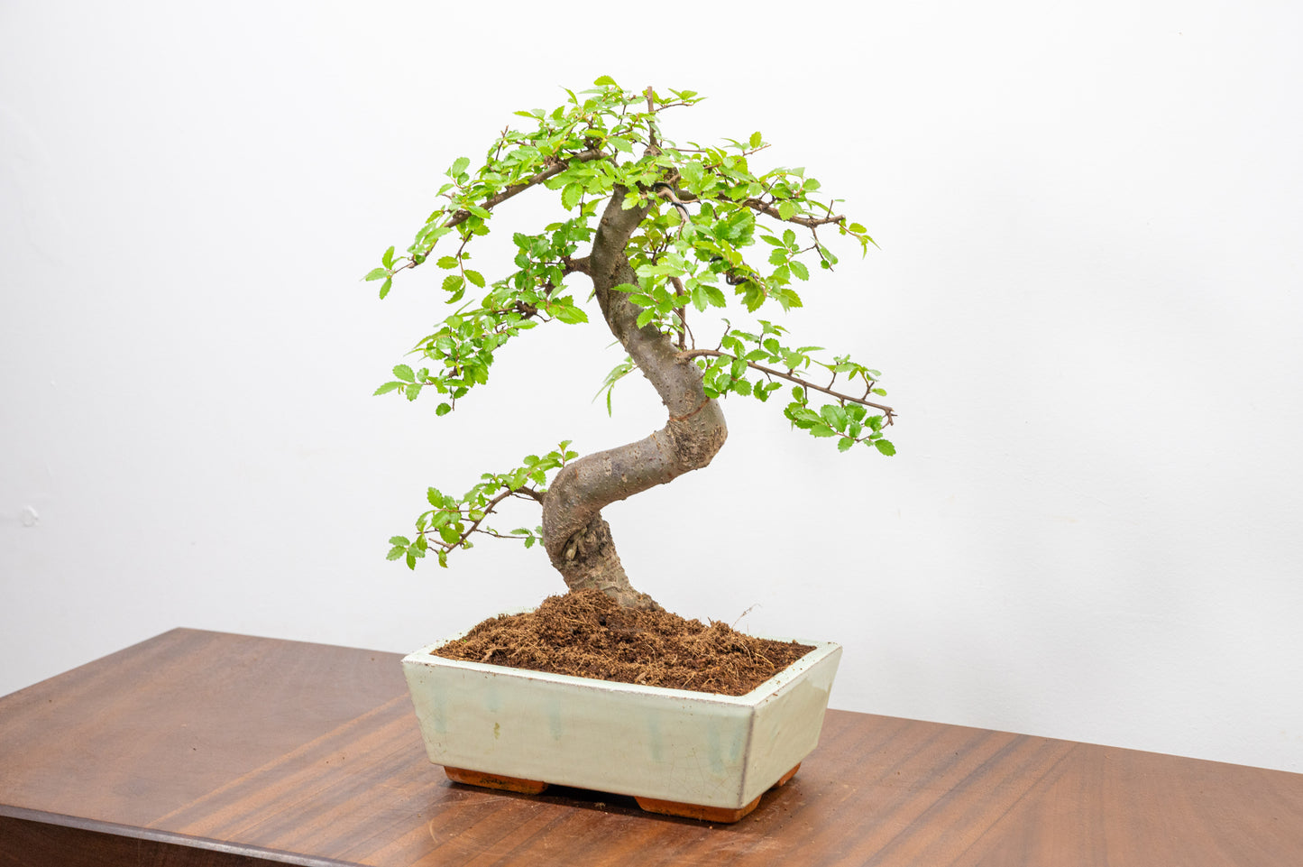 Chinese Elm Bonsai and Care Kit in 18cm Cream Ceramic Pot