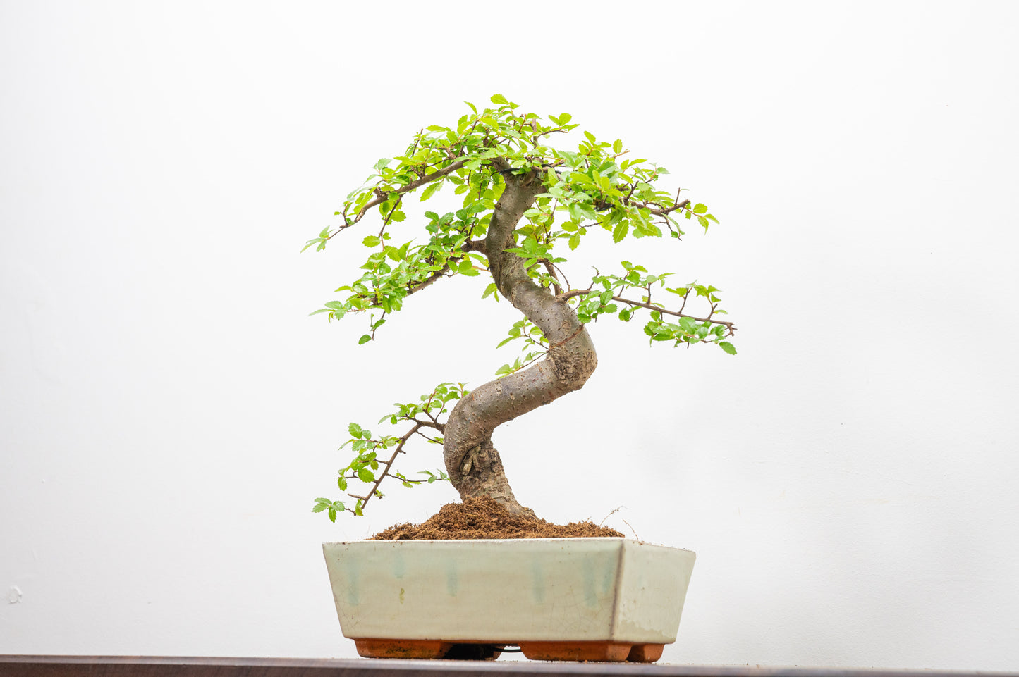 Chinese Elm Bonsai and Care Kit in 18cm Cream Ceramic Pot