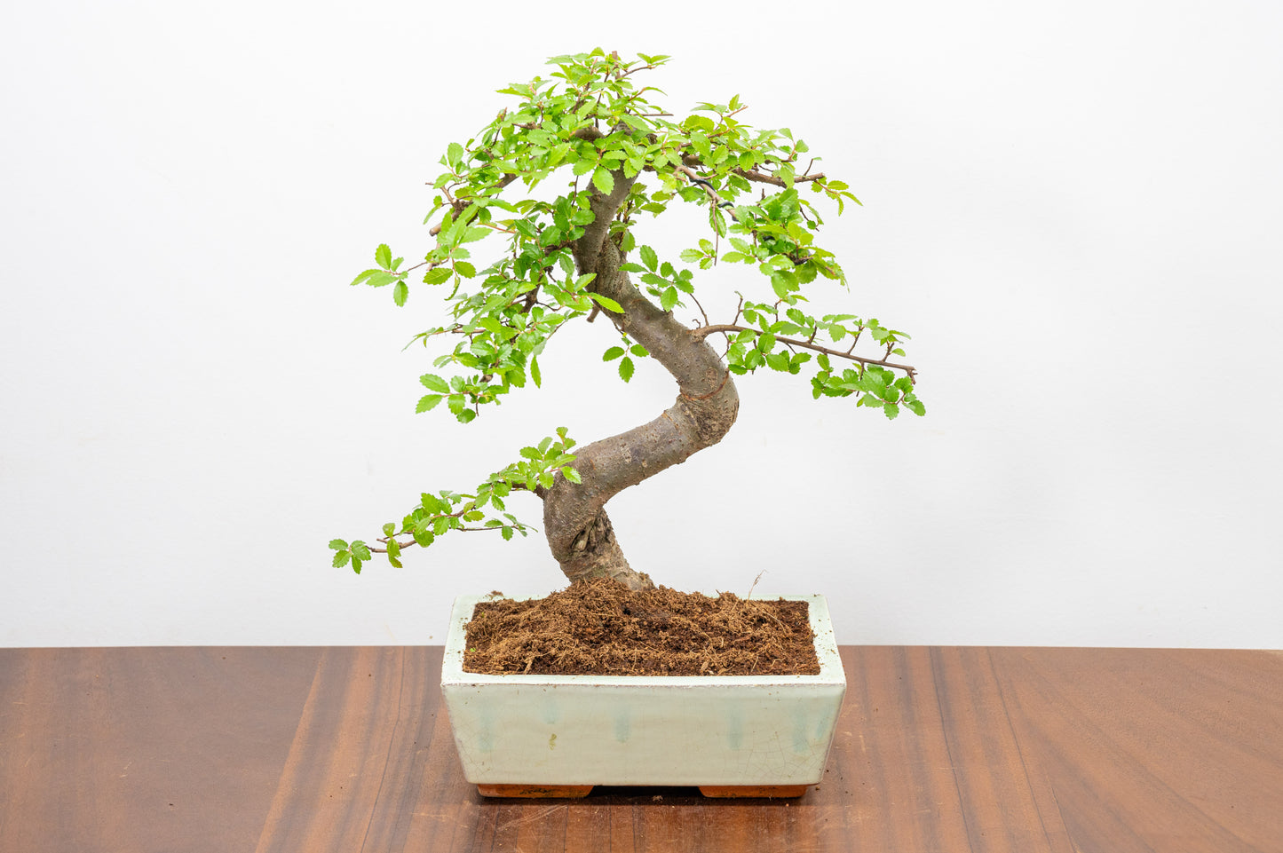 Chinese Elm Bonsai and Care Kit in 18cm Cream Ceramic Pot