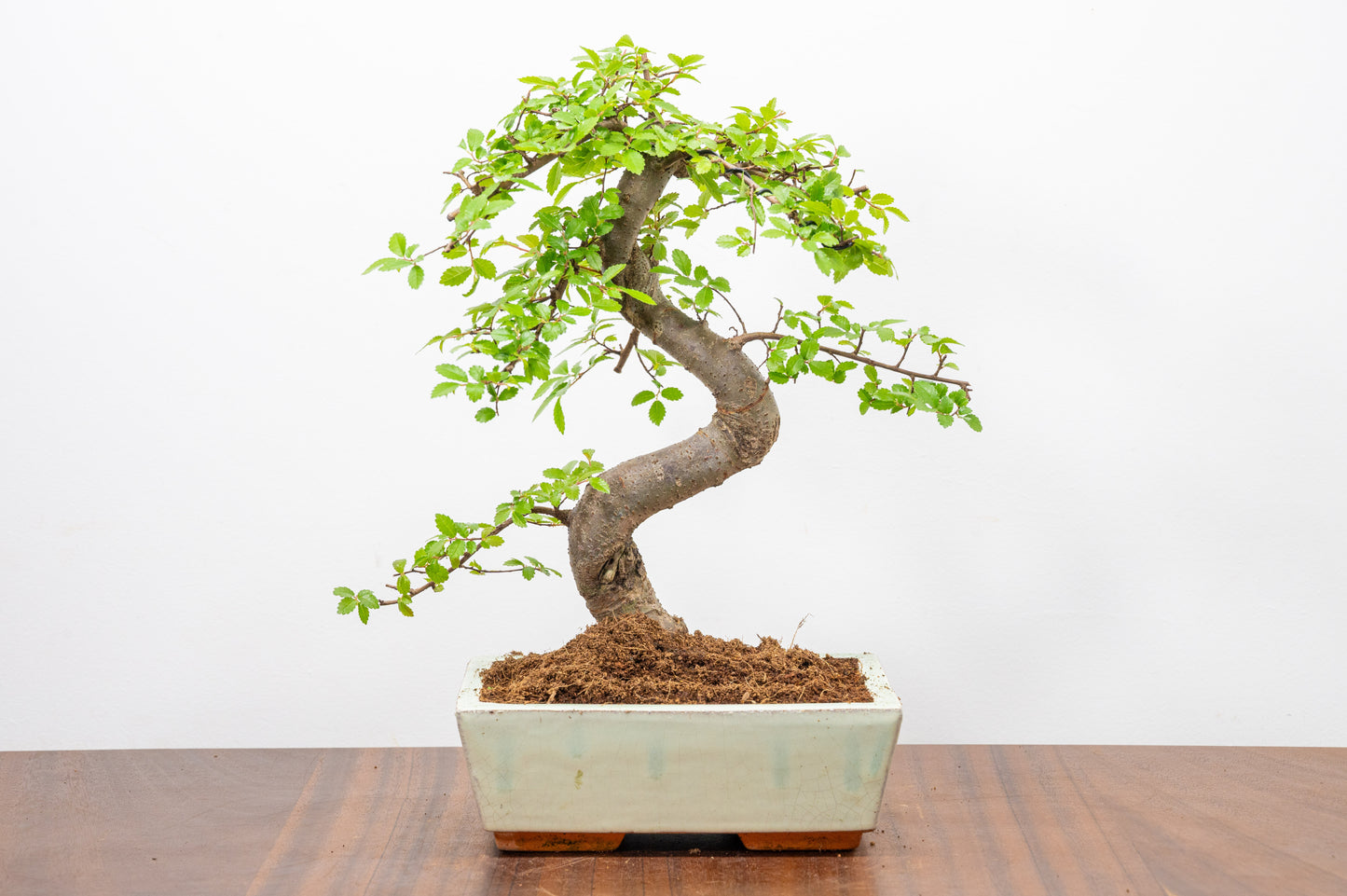 Chinese Elm Bonsai and Care Kit in 18cm Cream Ceramic Pot