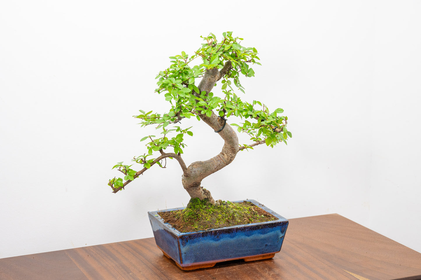 Chinese Elm Bonsai and Care Kit in 18cm Navy Ceramic Pot