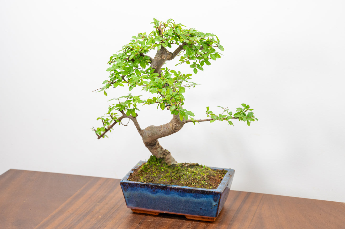 Chinese Elm Bonsai and Care Kit in 18cm Navy Ceramic Pot