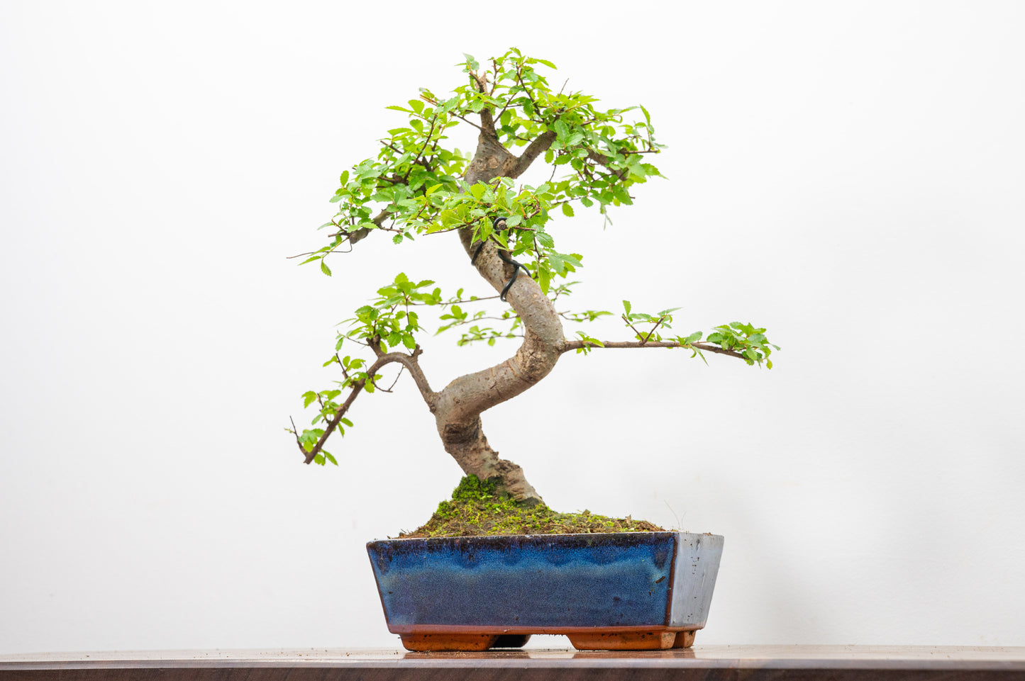 Chinese Elm Bonsai and Care Kit in 18cm Navy Ceramic Pot