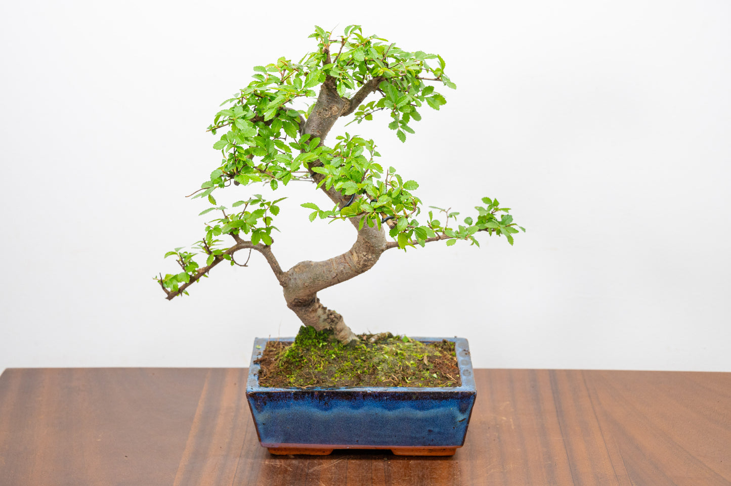 Chinese Elm Bonsai and Care Kit in 18cm Navy Ceramic Pot