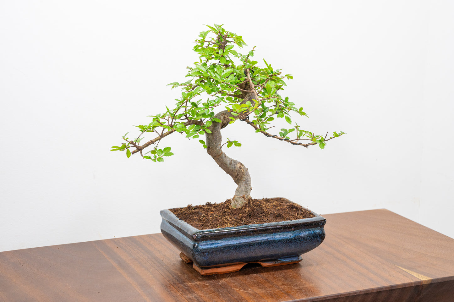 Chinese Elm Bonsai and Care Kit in 18cm Navy Ceramic Pot