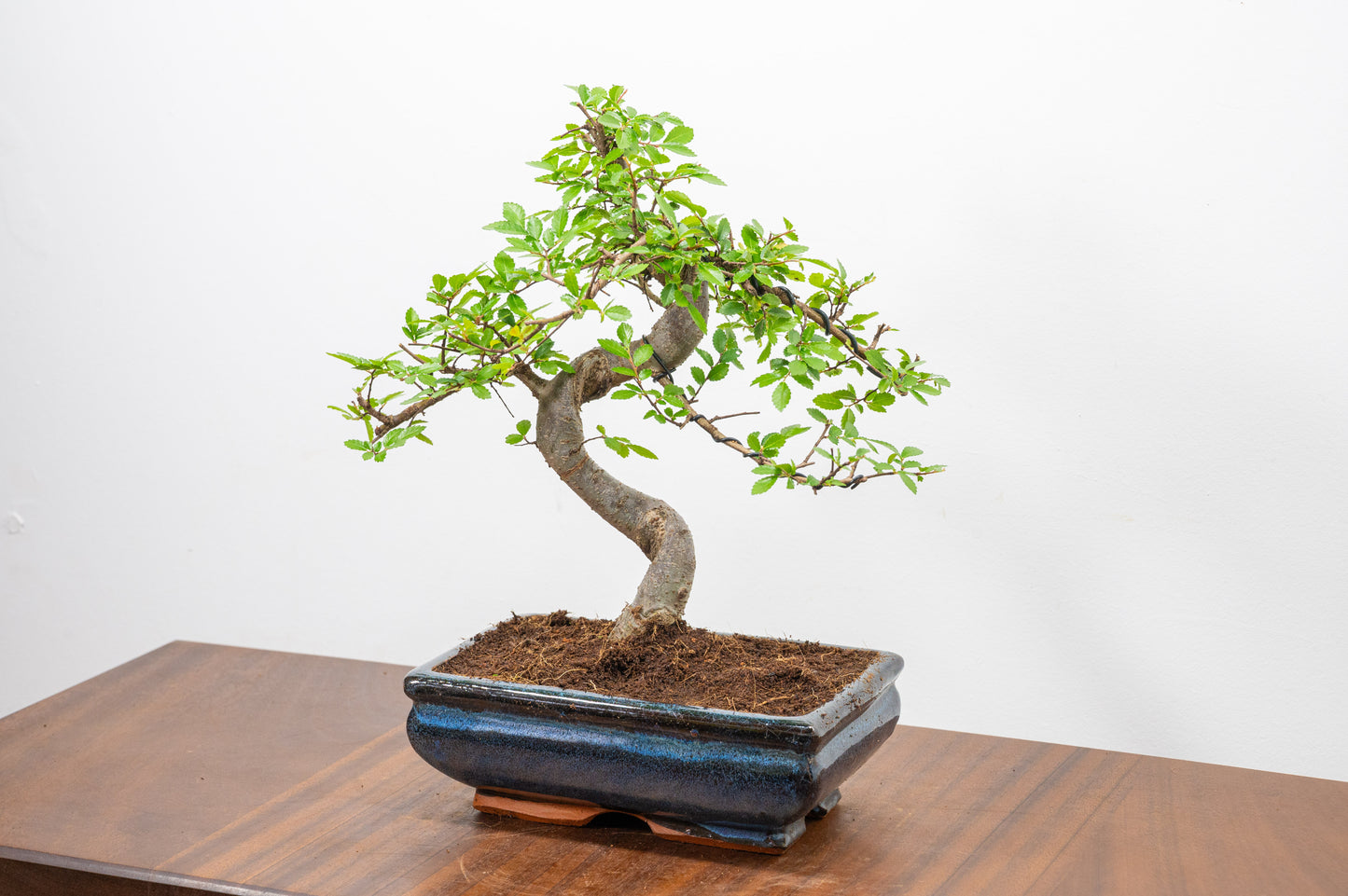 Chinese Elm Bonsai and Care Kit in 18cm Navy Ceramic Pot