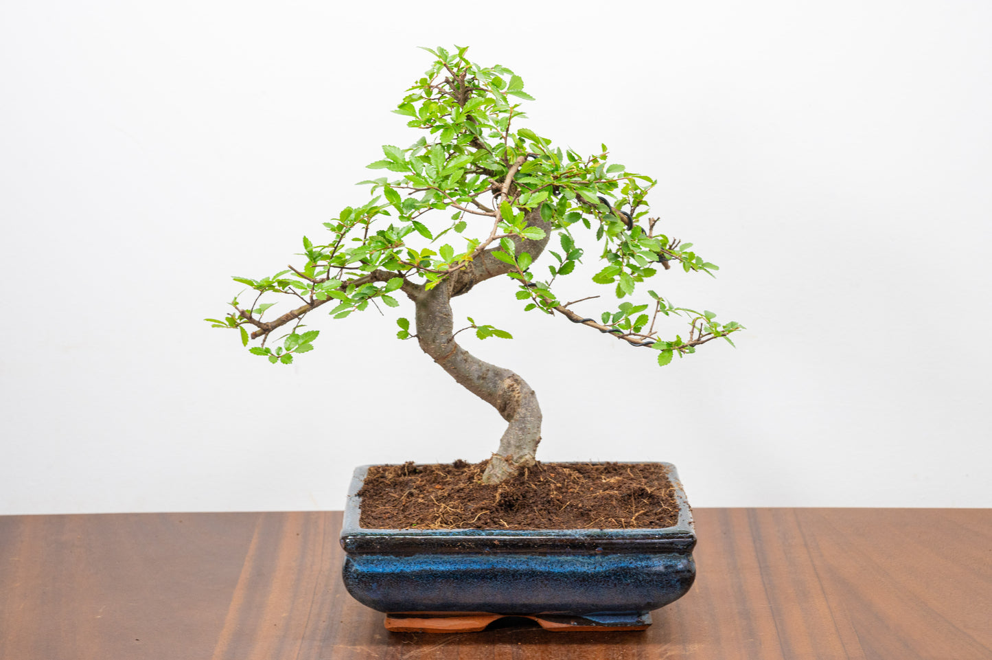 Chinese Elm Bonsai and Care Kit in 18cm Navy Ceramic Pot