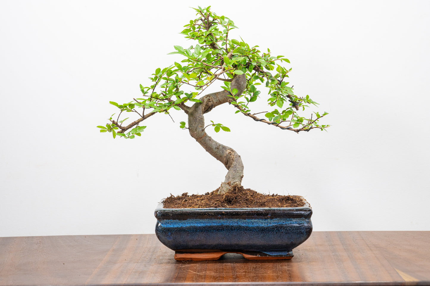 Chinese Elm Bonsai and Care Kit in 18cm Navy Ceramic Pot