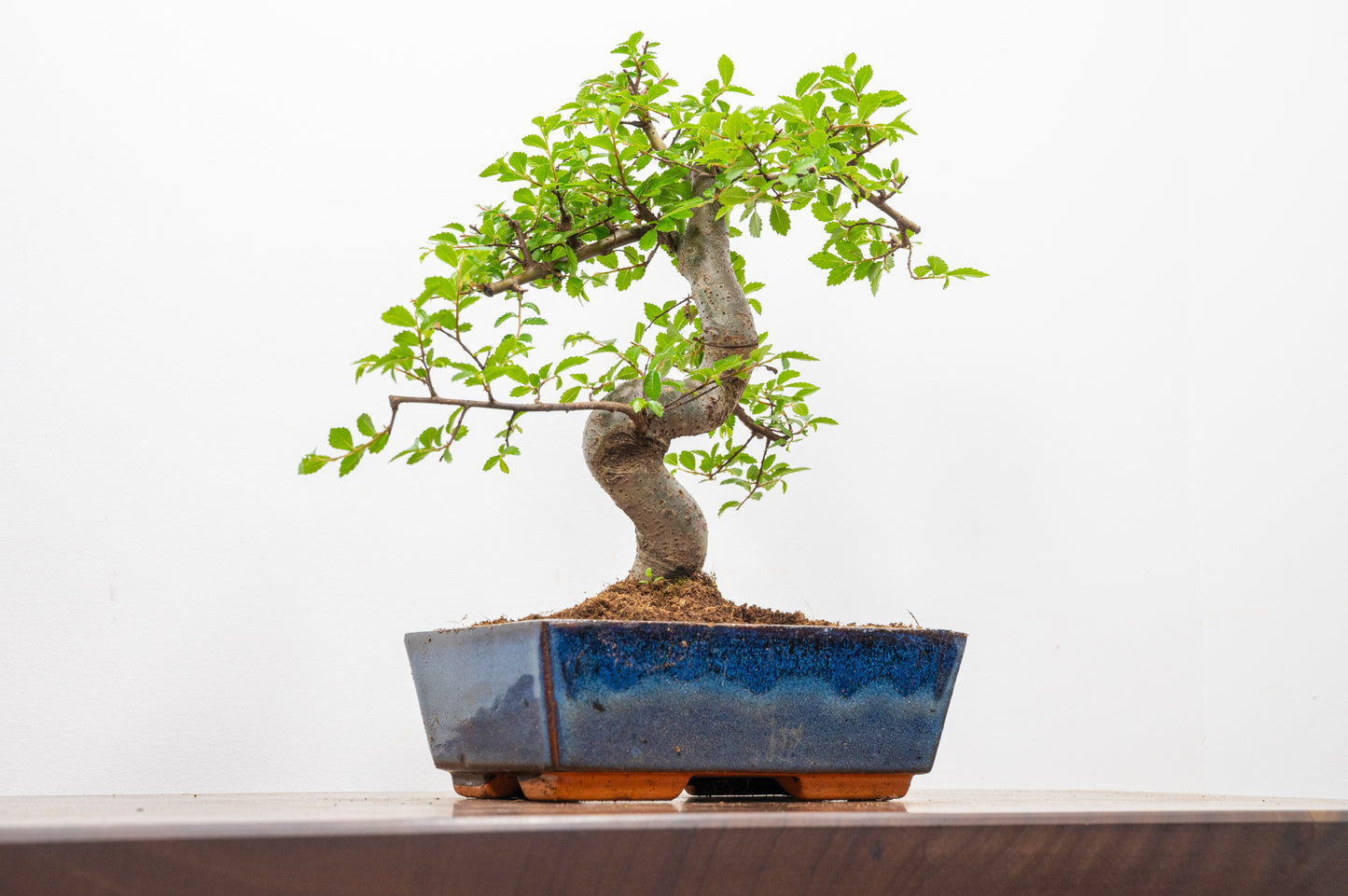 Chinese Elm Bonsai and Care Kit in 18cm Navy Ceramic Pot