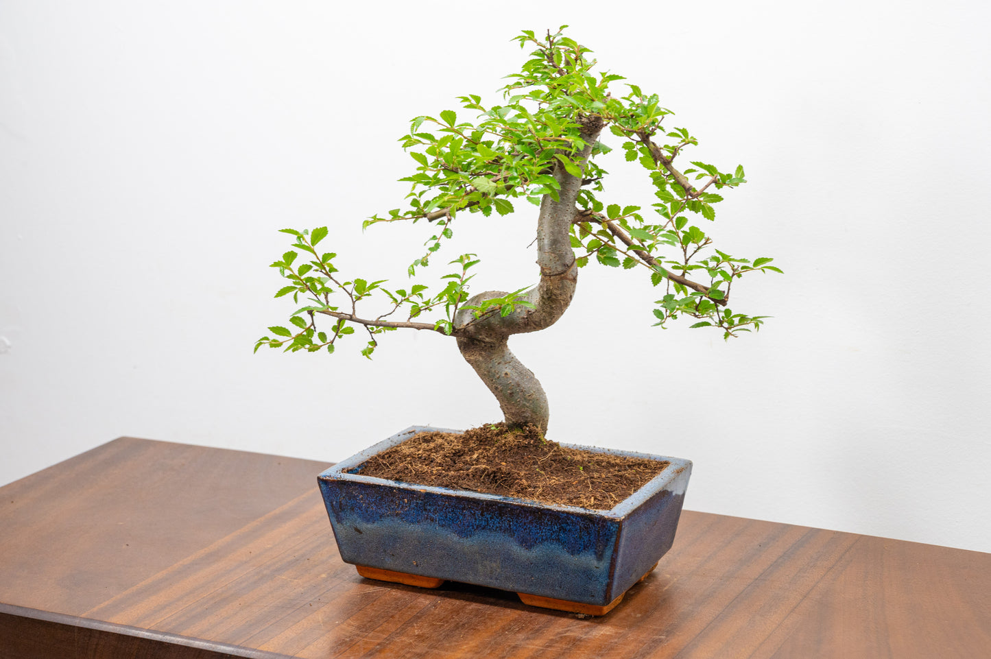 Chinese Elm Bonsai and Care Kit in 18cm Navy Ceramic Pot