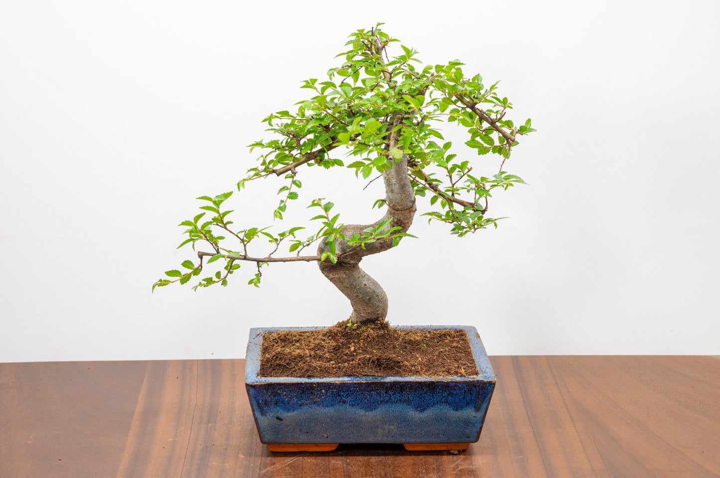 Chinese Elm Bonsai and Care Kit in 18cm Navy Ceramic Pot