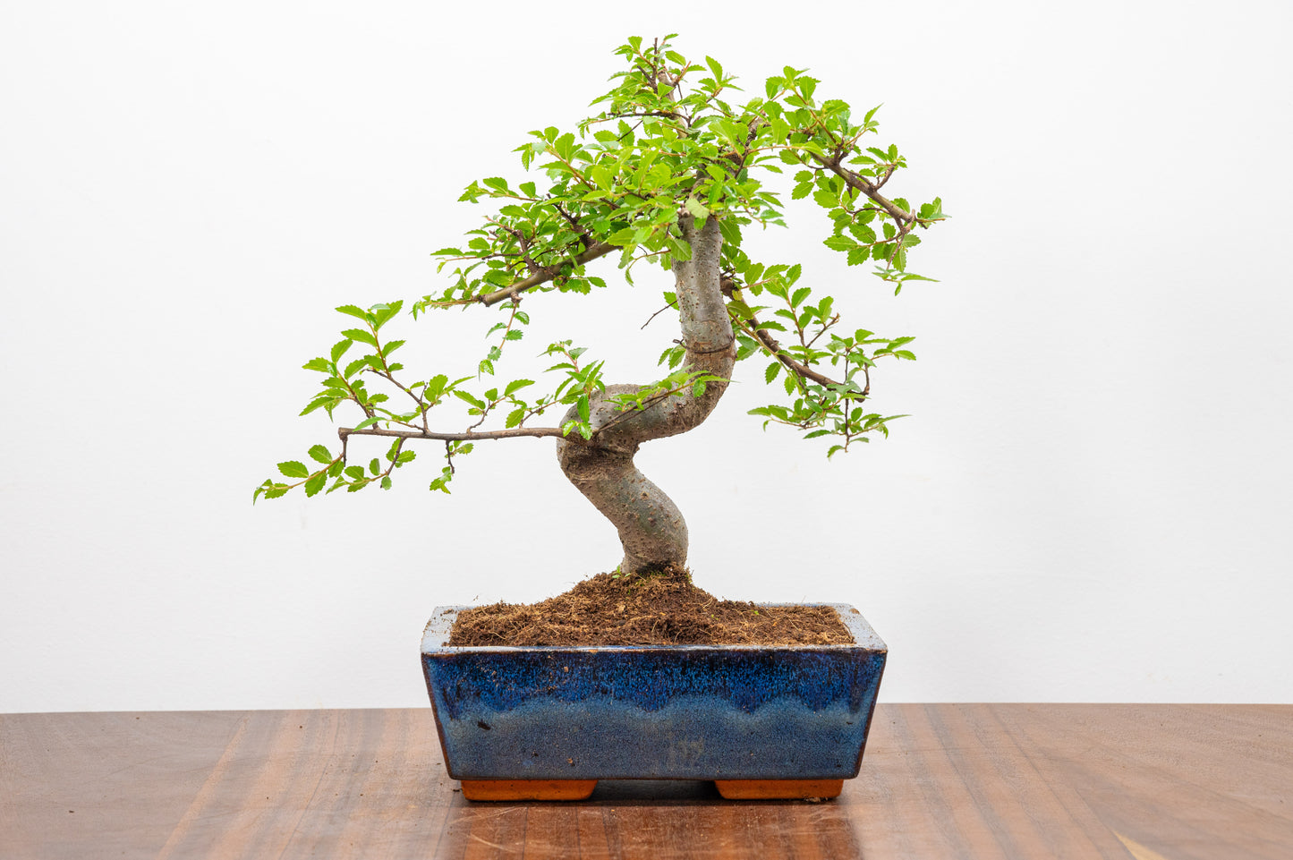 Chinese Elm Bonsai and Care Kit in 18cm Navy Ceramic Pot
