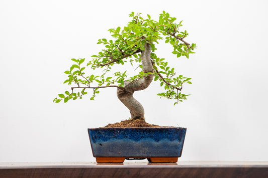 Chinese Elm Bonsai and Care Kit in 18cm Navy Ceramic Pot