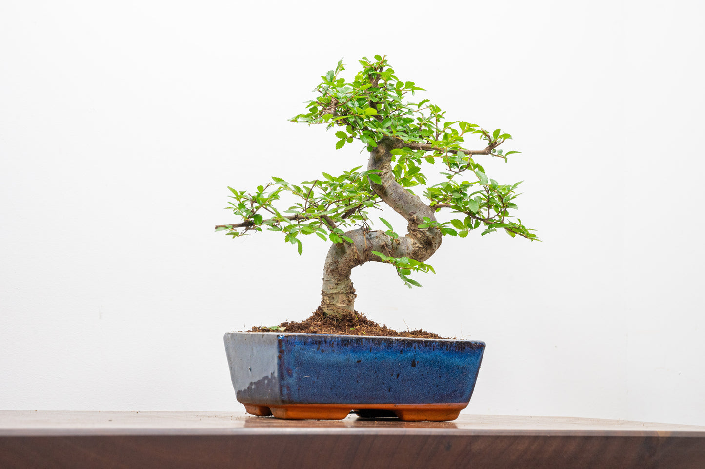 Chinese Elm Bonsai and Care Kit in 18cm Navy Ceramic Pot