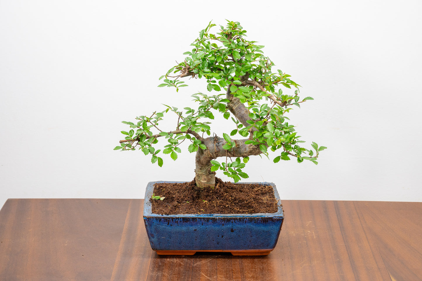 Chinese Elm Bonsai and Care Kit in 18cm Navy Ceramic Pot