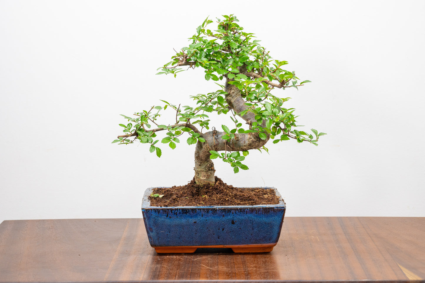 Chinese Elm Bonsai and Care Kit in 18cm Navy Ceramic Pot