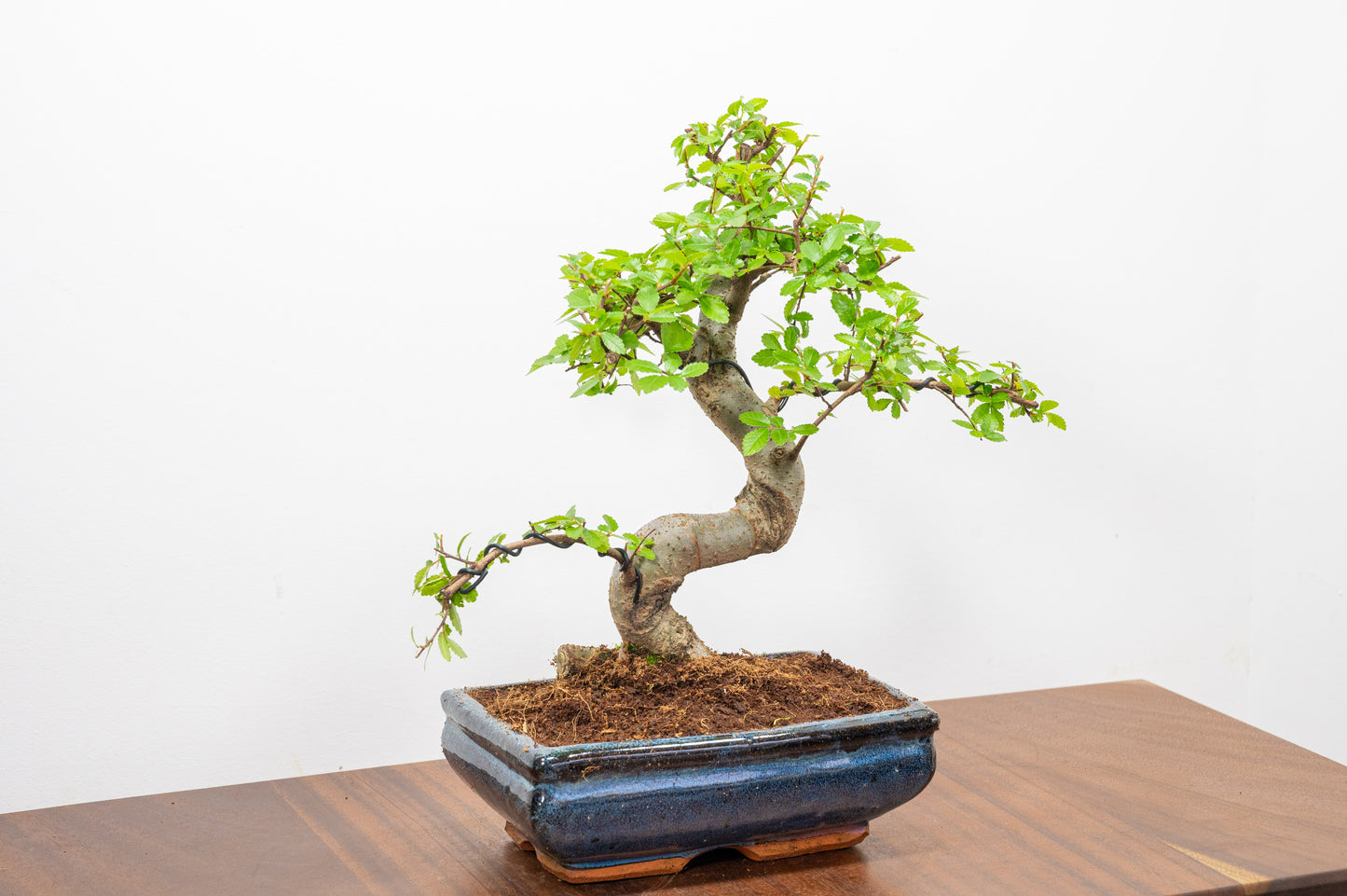 Chinese Elm Bonsai and Care Kit in 18cm Navy Ceramic Pot