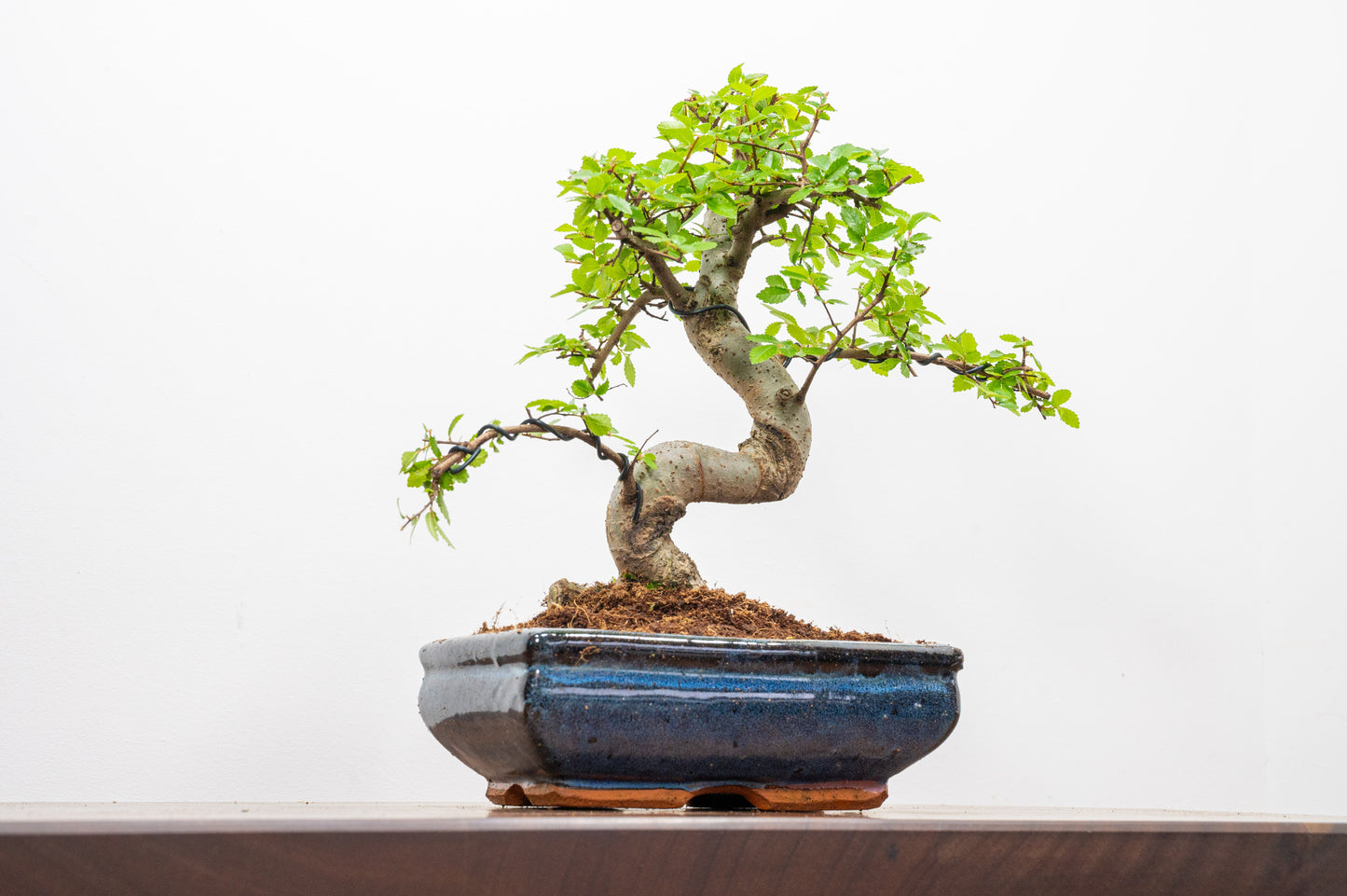 Chinese Elm Bonsai and Care Kit in 18cm Navy Ceramic Pot