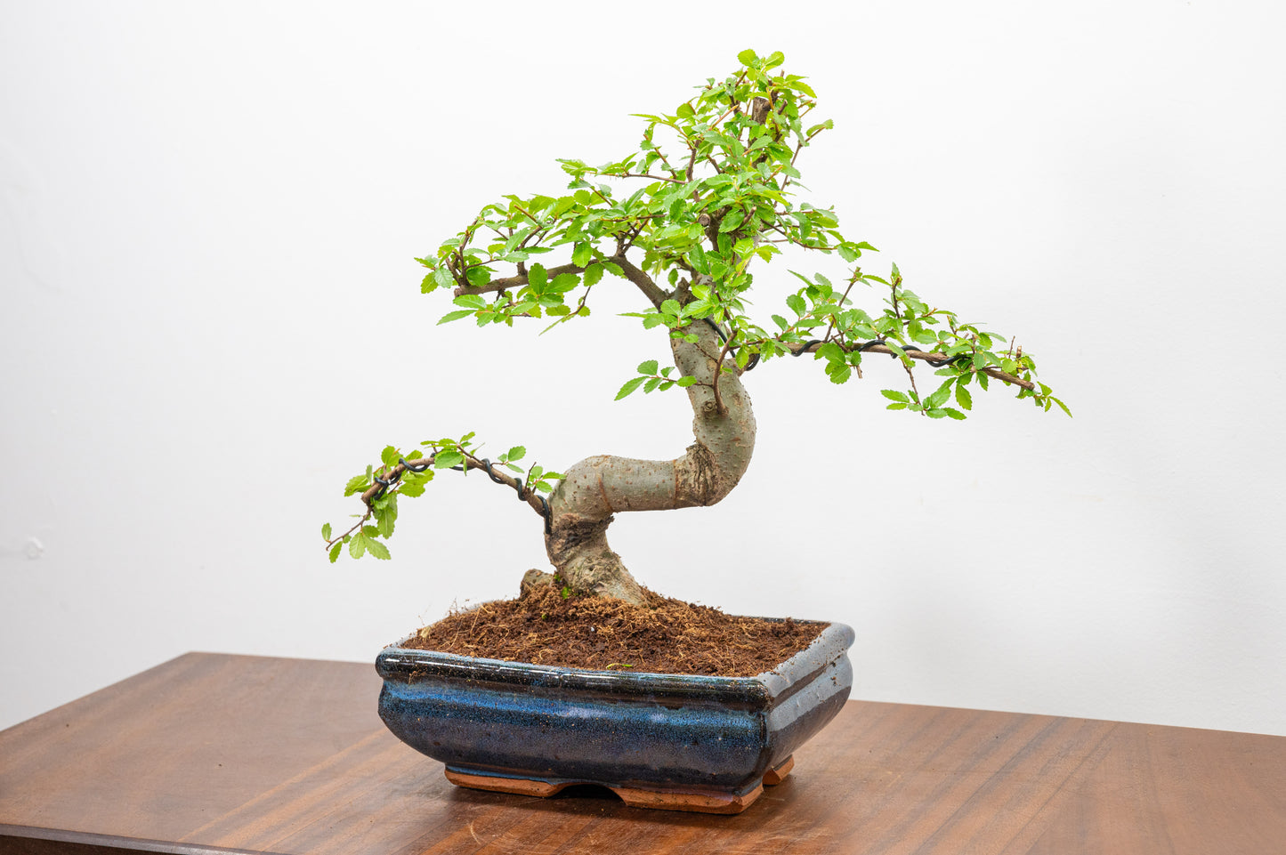 Chinese Elm Bonsai and Care Kit in 18cm Navy Ceramic Pot