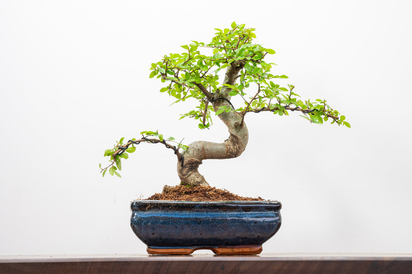 Chinese Elm Bonsai and Care Kit in 18cm Navy Ceramic Pot