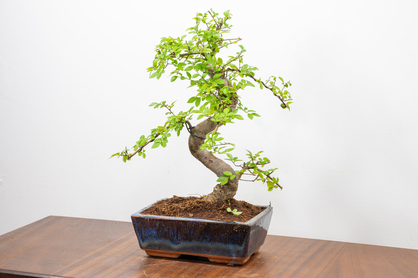 Chinese Elm Bonsai and Care Kit in 18cm Navy Ceramic Pot