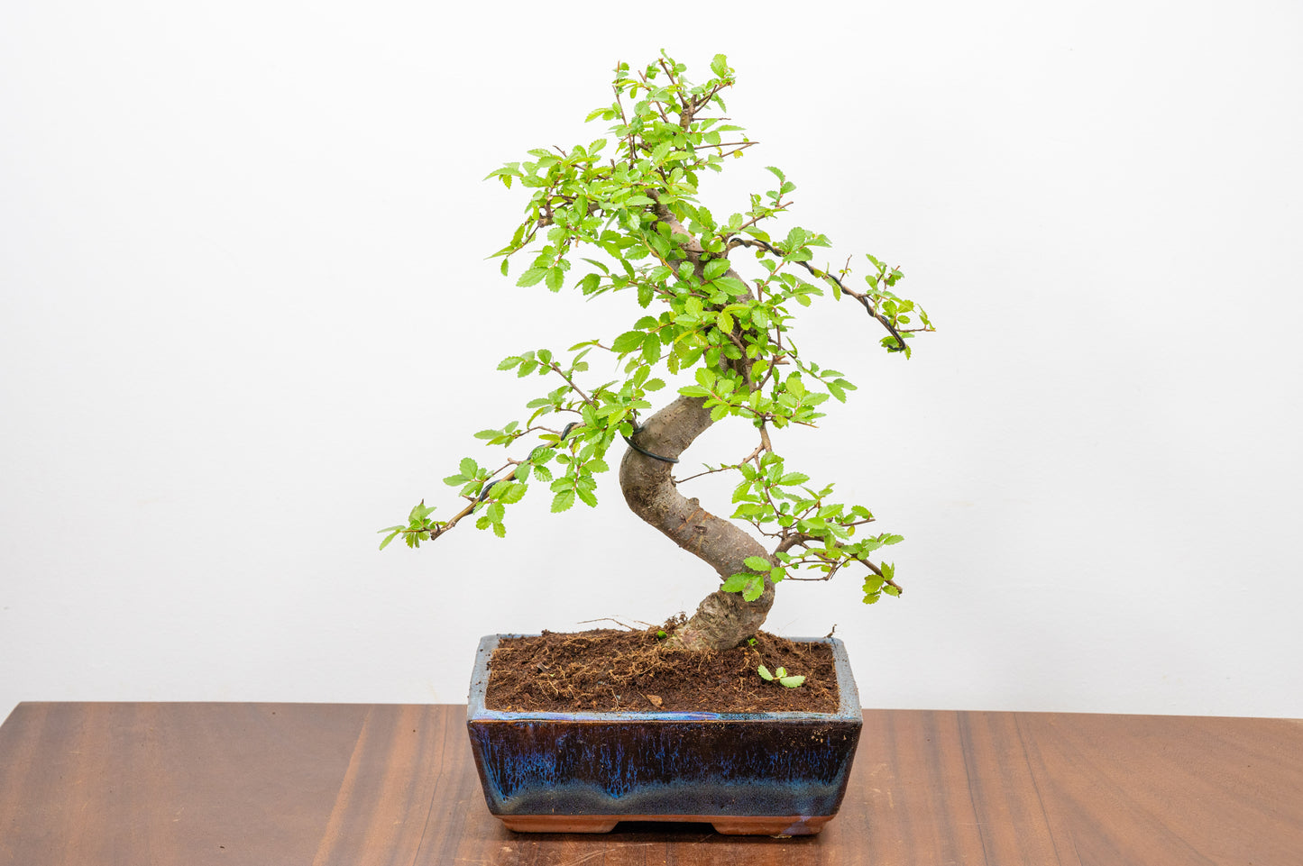 Chinese Elm Bonsai and Care Kit in 18cm Navy Ceramic Pot