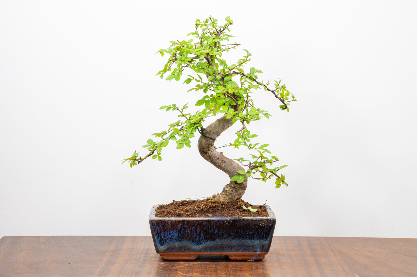 Chinese Elm Bonsai and Care Kit in 18cm Navy Ceramic Pot