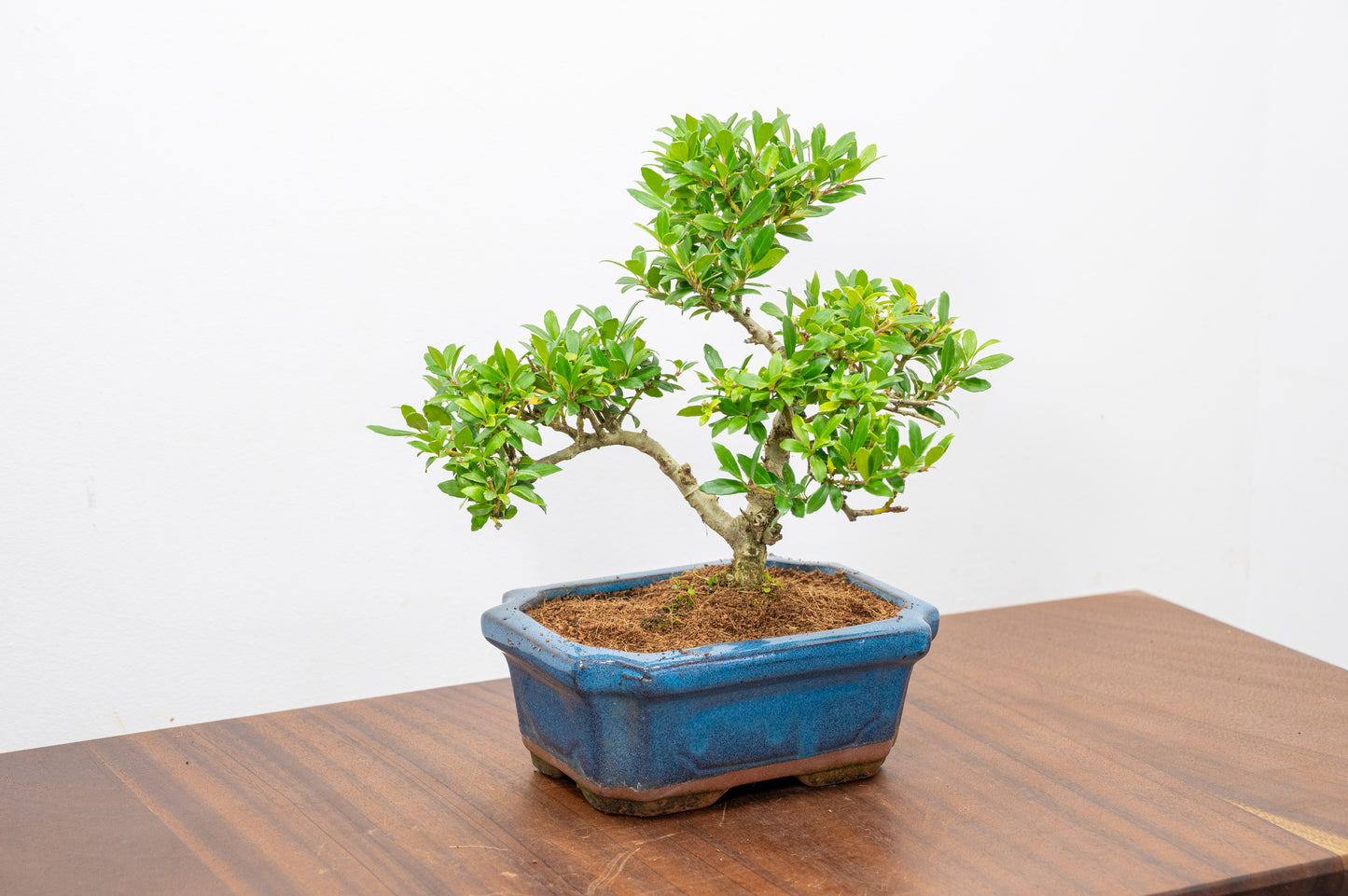 Japanese Holly Bonsai - 15cm Navy Ceramic Pot