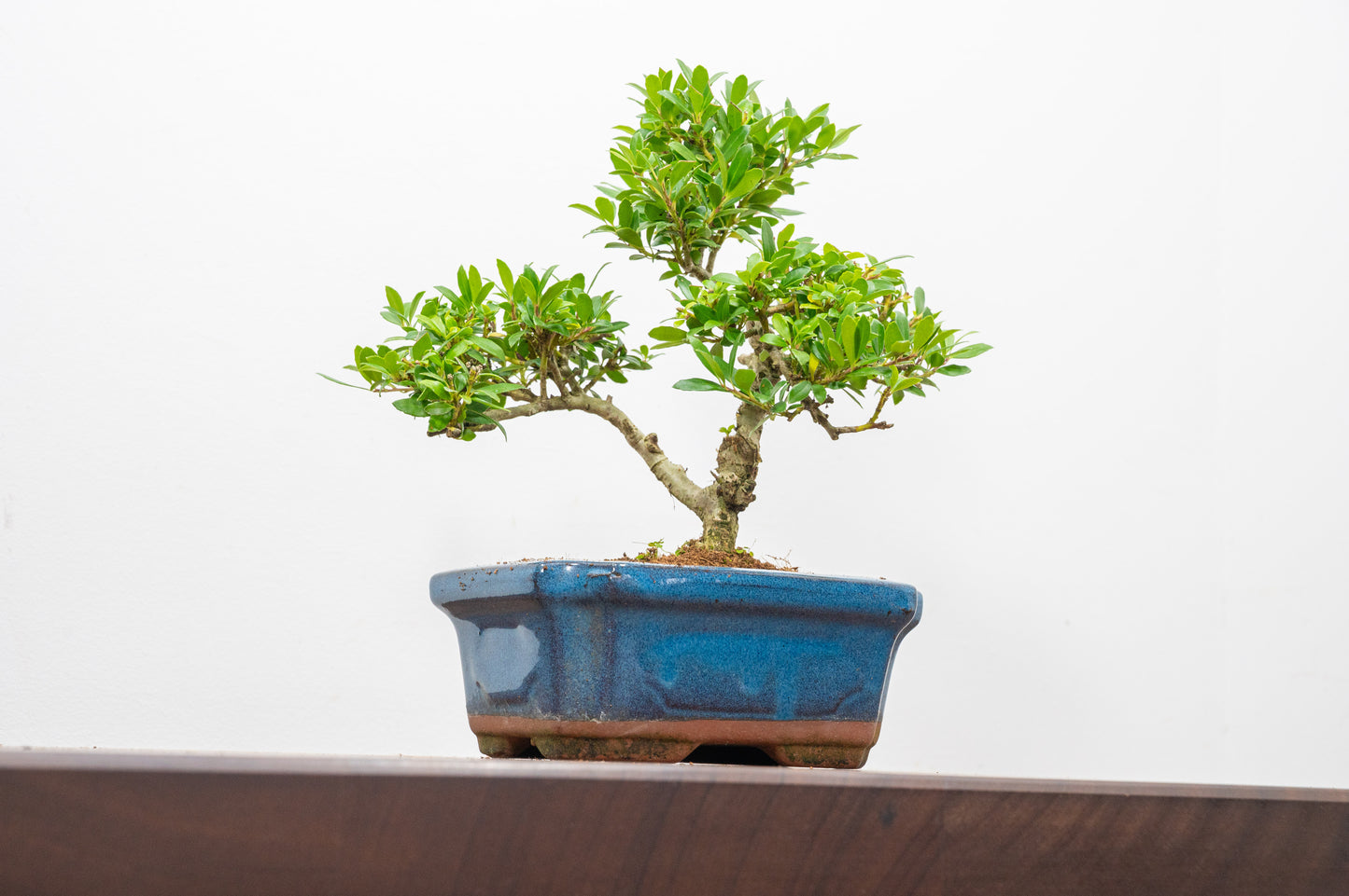 Japanese Holly Bonsai - 15cm Navy Ceramic Pot