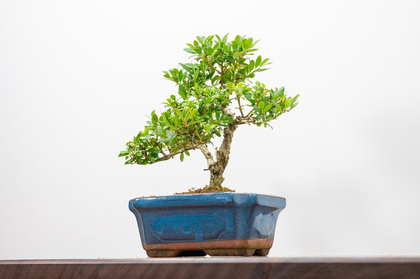 Japanese Holly Bonsai - 15cm Navy Ceramic Pot