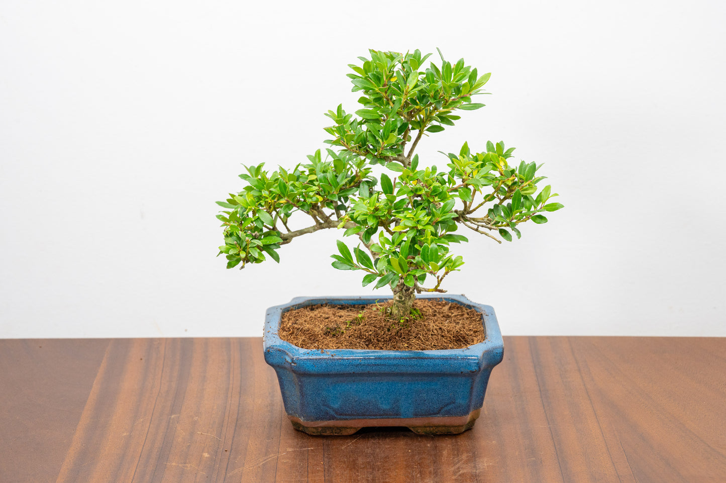 Japanese Holly Bonsai - 15cm Navy Ceramic Pot