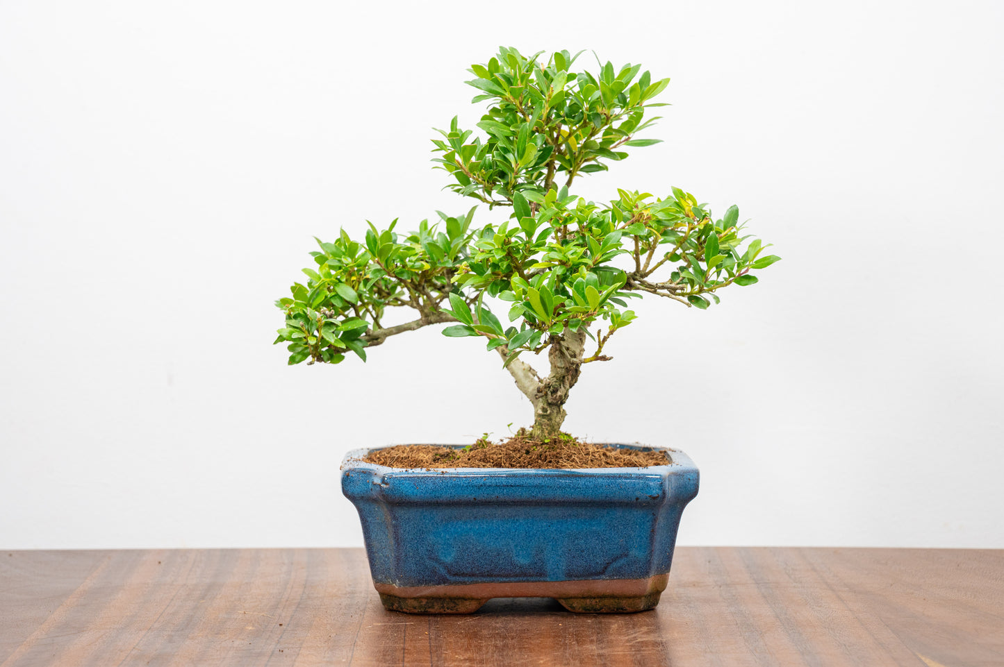 Japanese Holly Bonsai - 15cm Navy Ceramic Pot